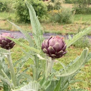 Petit Artichaut Violet