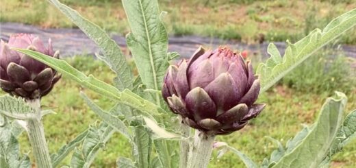 Petit Artichaut Violet