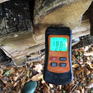 Châtaignier coupé depuis 2 ans TH19%