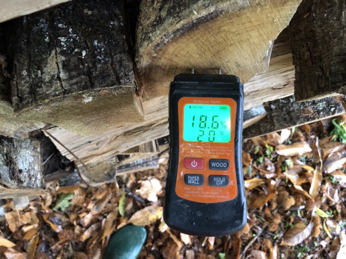 Châtaignier coupé depuis 2 ans TH19%