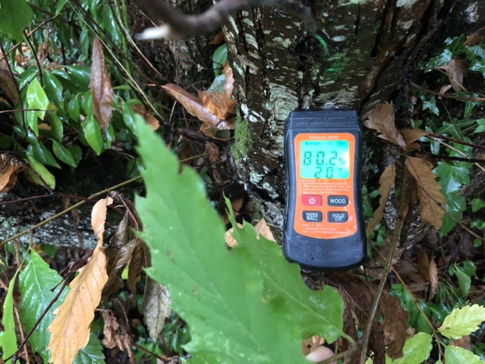 Châtaignier sur Pied TH80%