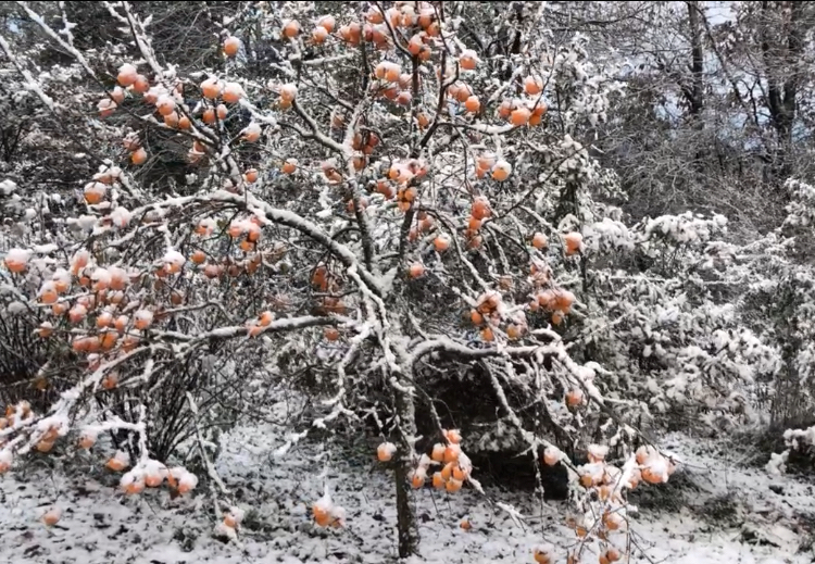 Le Plaqueminier : Arbre du Kaki